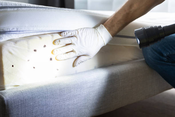 Best Termite Control Services  in San Luis Obispo, CA