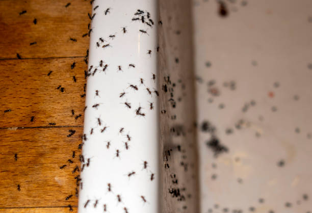 Pest Prevention Services in San Luis Obispo, CA