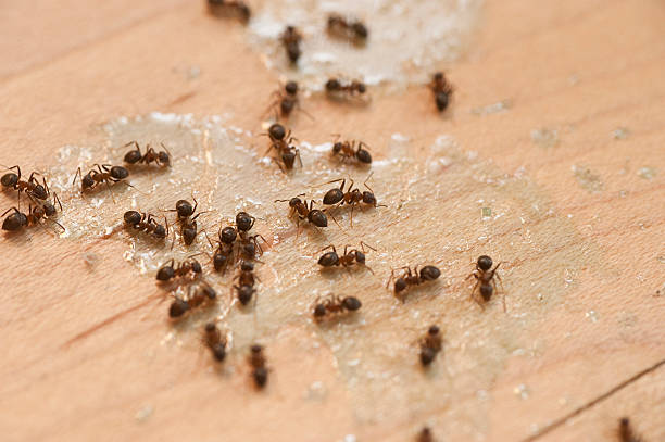 Best Bed Bug Extermination  in San Luis Obispo, CA