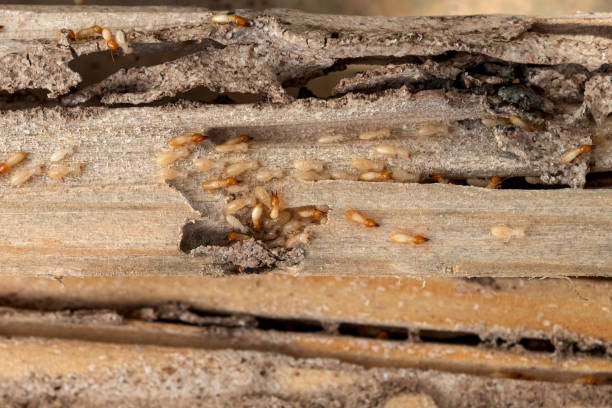 Best Insect Control  in San Luis Obispo, CA